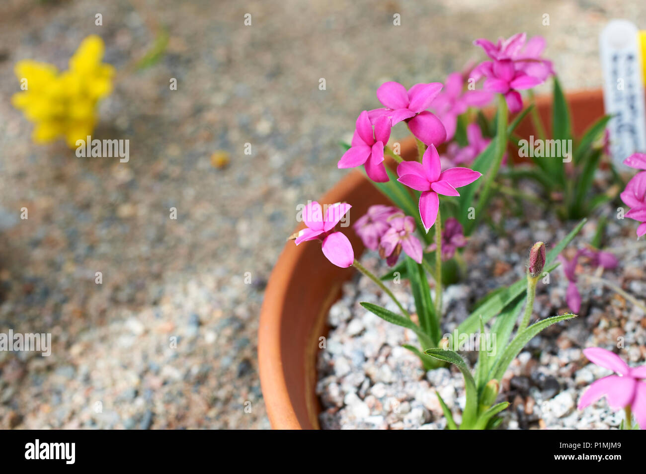 Rhodohypoxis baurii  'Albrighton' native to Southern Africa (South Africa Lesotho Swaziland Cape Province) Stock Photo