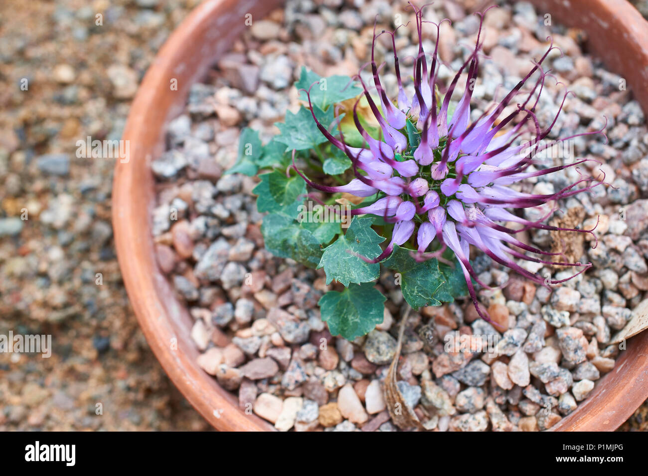Physoplexus comosa known as Devil's Claw or Tufted Horned Rampion Stock Photo