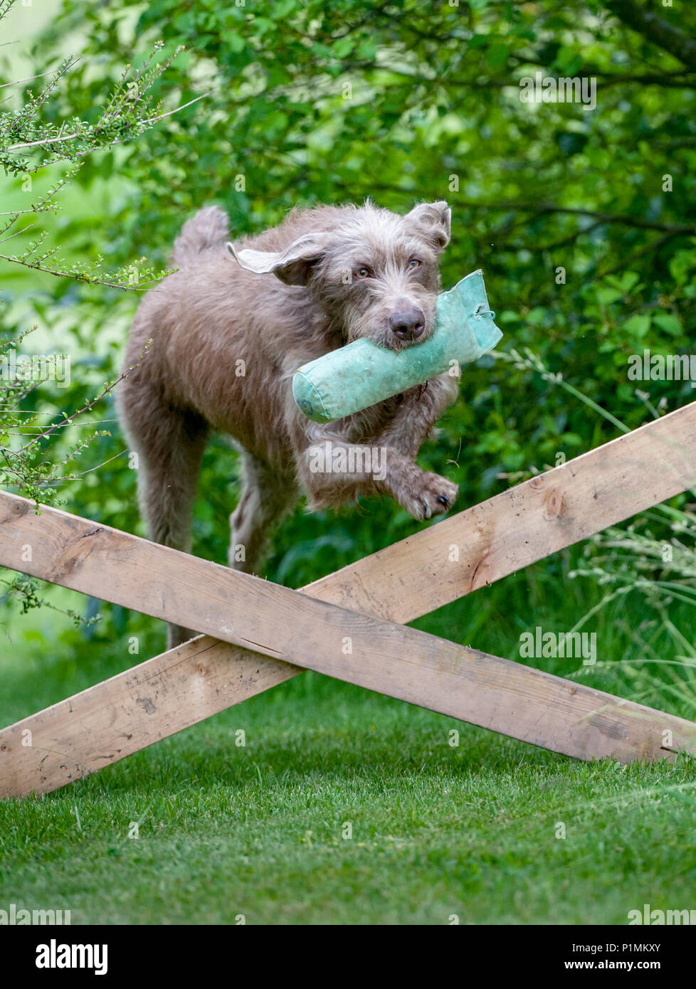 A Slovakian Rough Haired Pointer dog jumping a rail fence, carrying a training dummy, during a dog training class on a summers afternoon Stock Photo