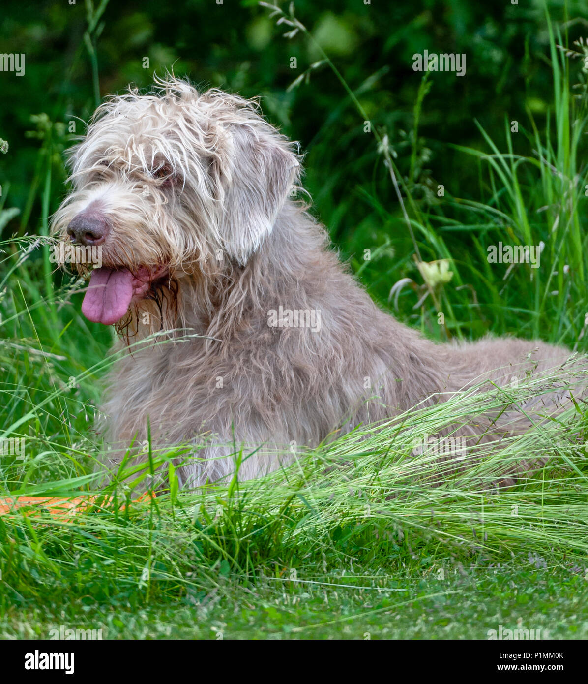 Portrait of a Slovakian Rough Haired Pointer dog a summers afternoon Stock Photo