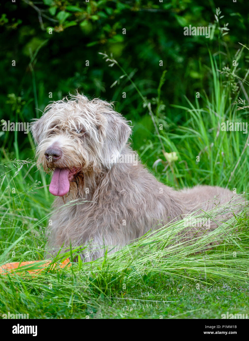 Portrait of a Slovakian Rough Haired Pointer dog a summers afternoon Stock Photo