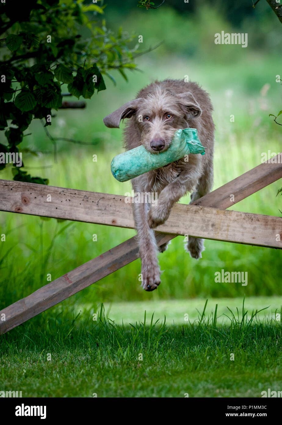 A Slovakian Rough Haired Pointer dog jumping a rail fence, carrying a training dummy, during a dog training class on a summers afternoon Stock Photo