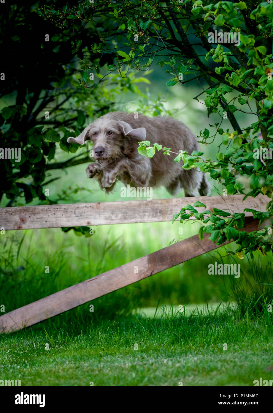 A Slovakian Rough Haired Pointer dog jumping a rail fence, during a dog training class on a summers afternoon Stock Photo