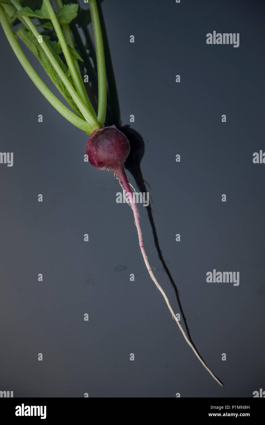 fresh radish mix with leaf in the garden, different taste Stock Photo