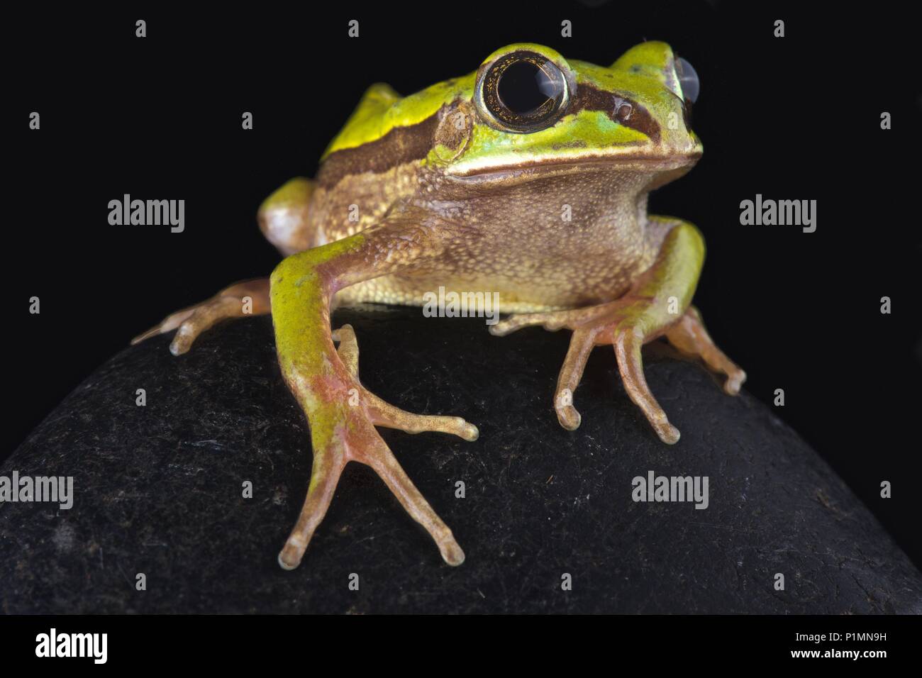 The Big-eyed frog (Leptopelis nordequatorialis)is found on savannas in northern Cameroon. Stock Photo