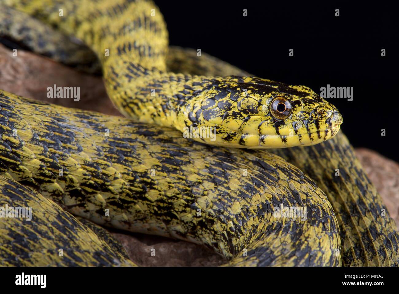 The Zadar dice snake (Natrix tessellatus flavescens) is endemic to the Zadar lake region in Croatia. Classified as non-venomous, they producesa potent Stock Photo