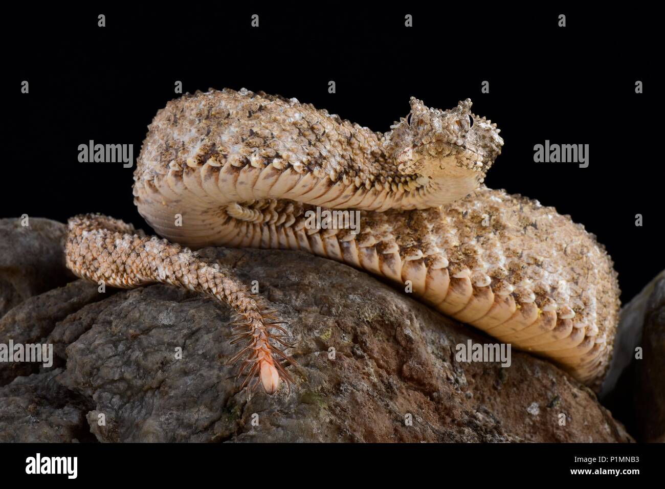 The spider-tailed horned viper (Pseudocerastes urarachnoides) is a species of viper endemic to western Iran which was described in 2006. The head look Stock Photo