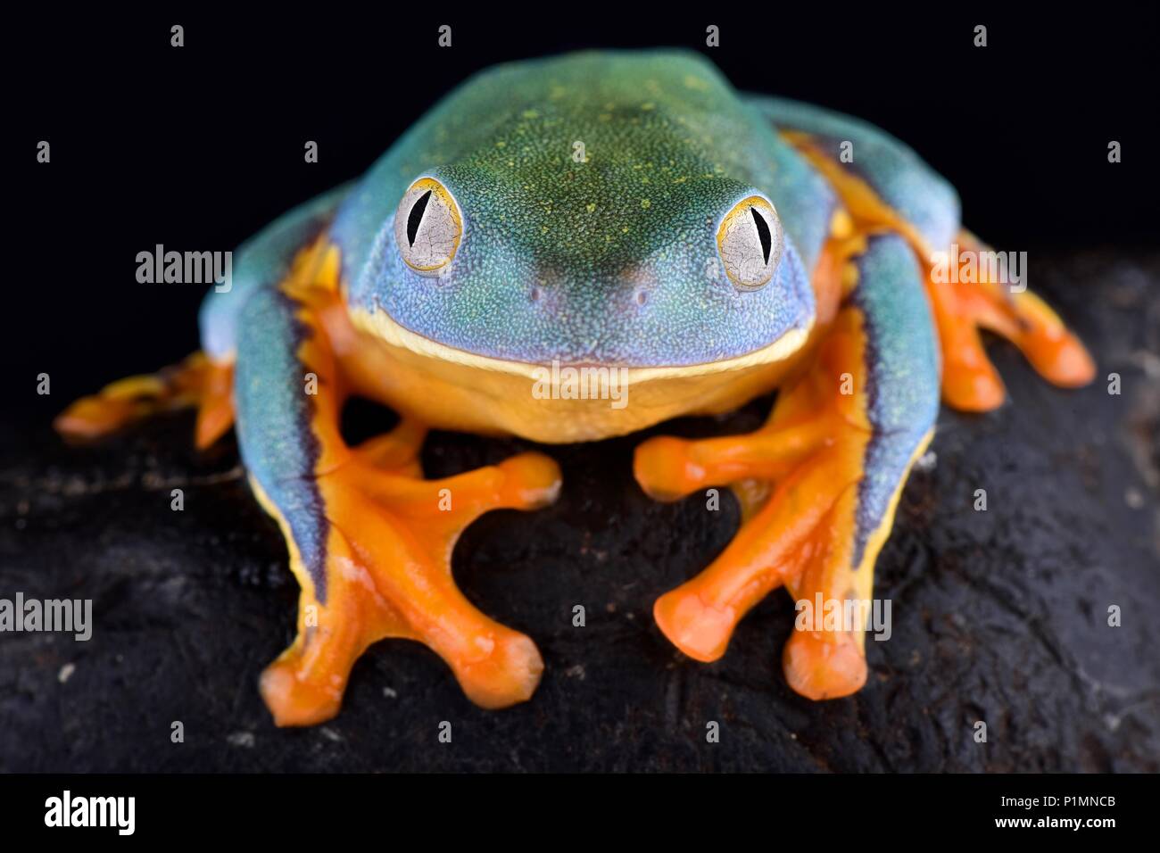 The Splendid leaf frog, Cruziohyla calcarifer, is a cryptic and beautiful tree frog species found from Central into South America. Stock Photo