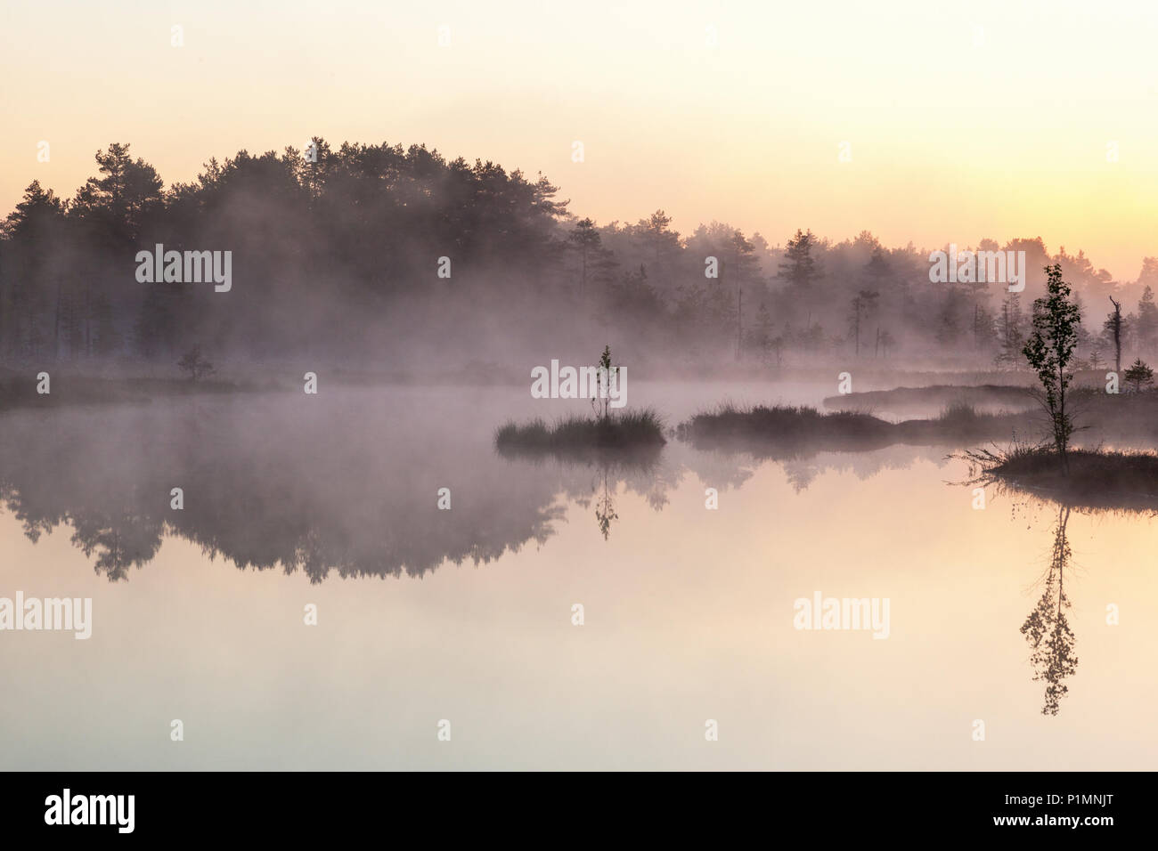 Sunrise with mist over a lake at the wetlands Stock Photo - Alamy