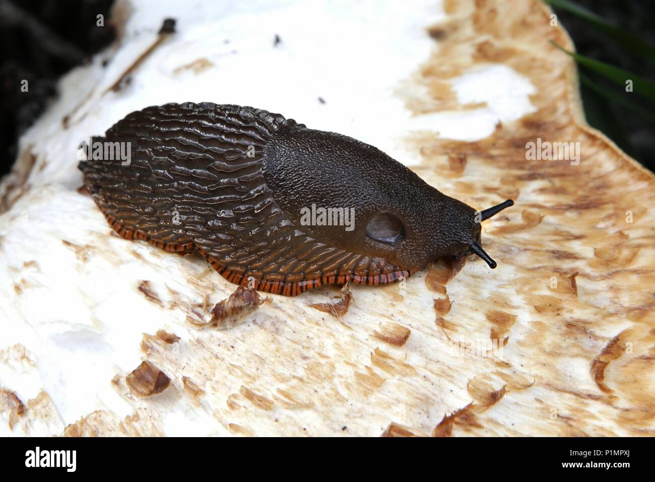 Spanish slug, Arion vulgaris, highly invasive pest Stock Photo