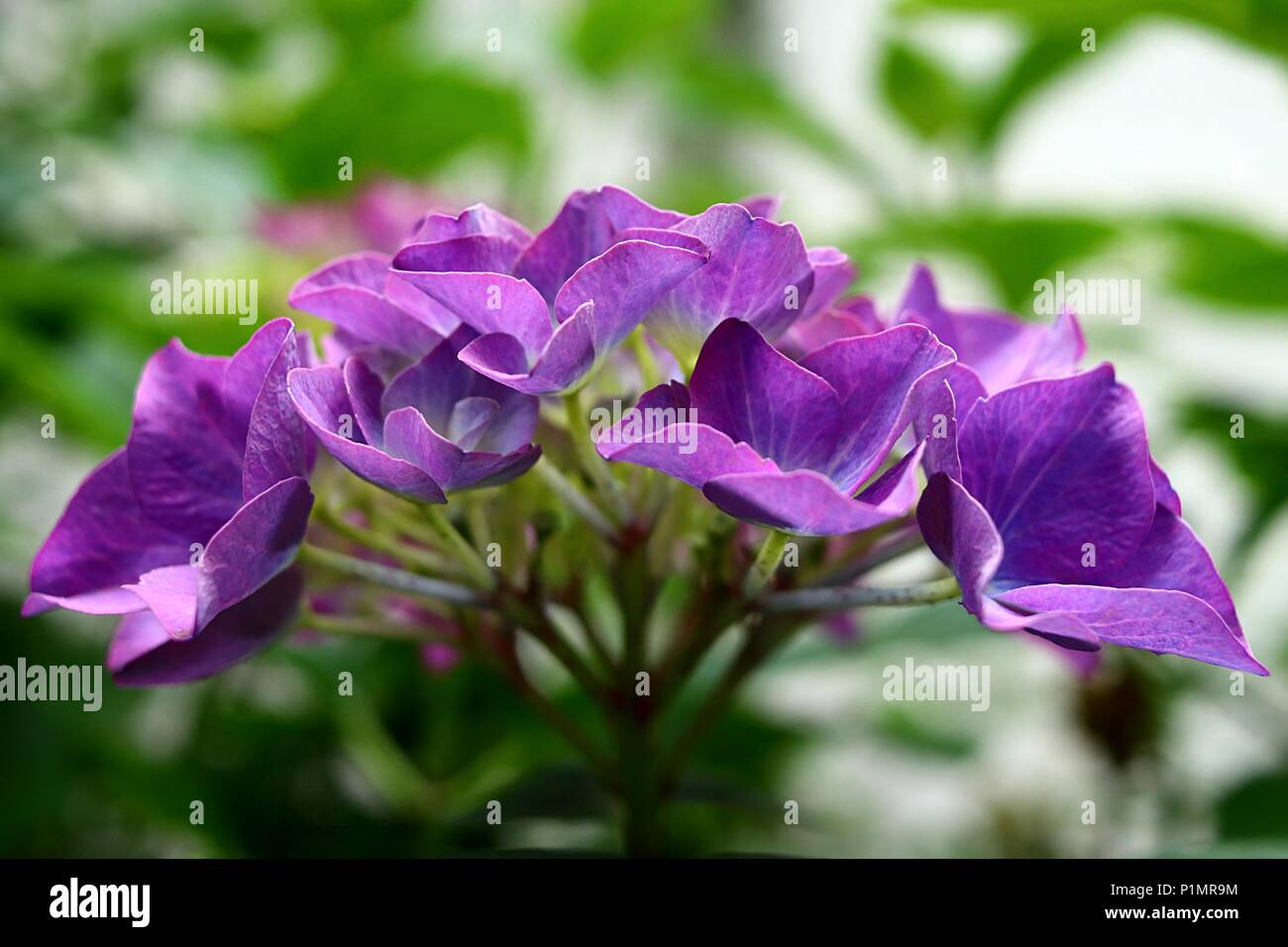 Multi colored hydrangea hortensia flower in close-up, purple bluish lilac colored ornamental flower Stock Photo