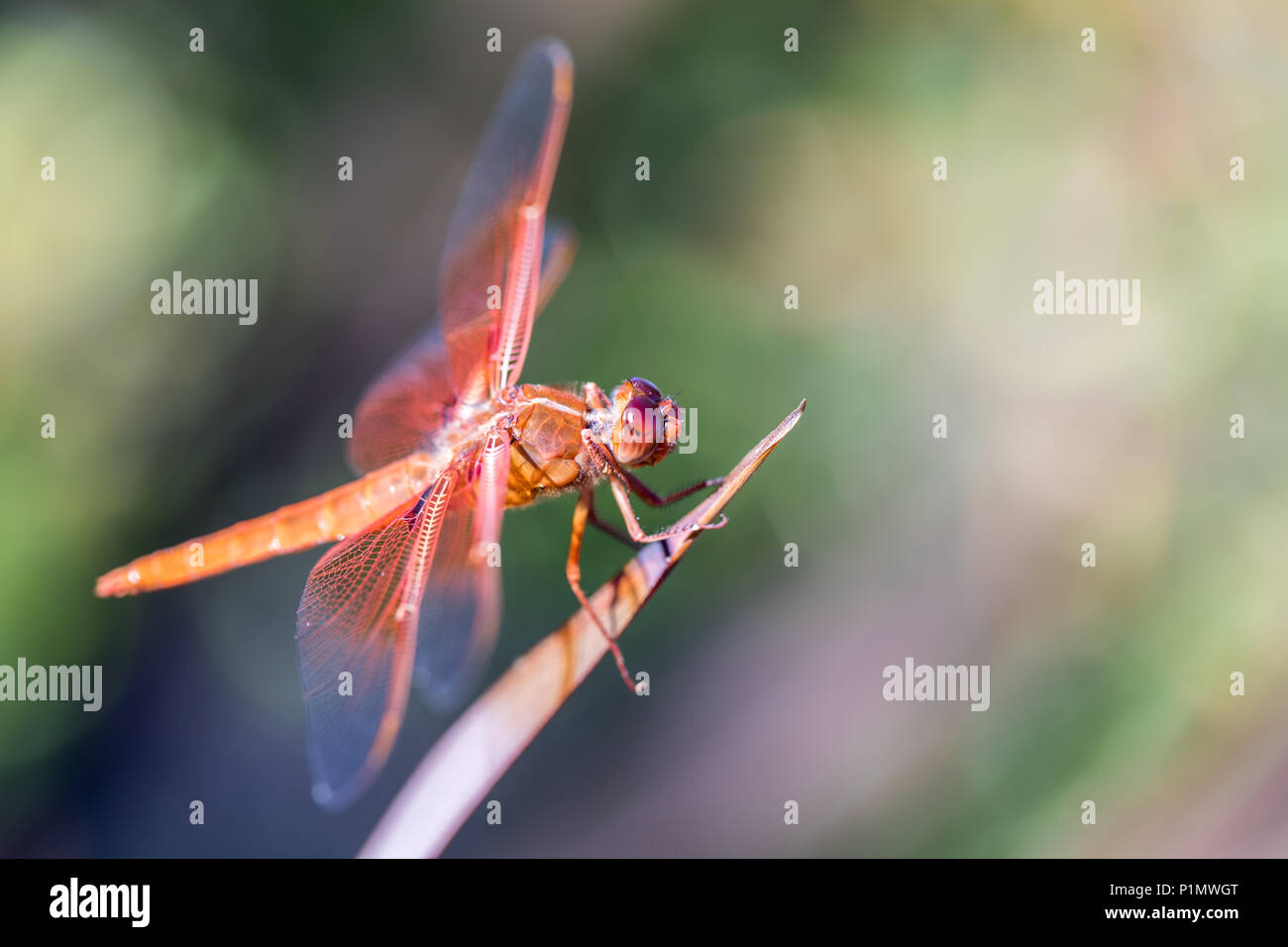 Flame (firecracker) Skimmer (Libellula saturata dragonfly) resting on a leaf. Stock Photo