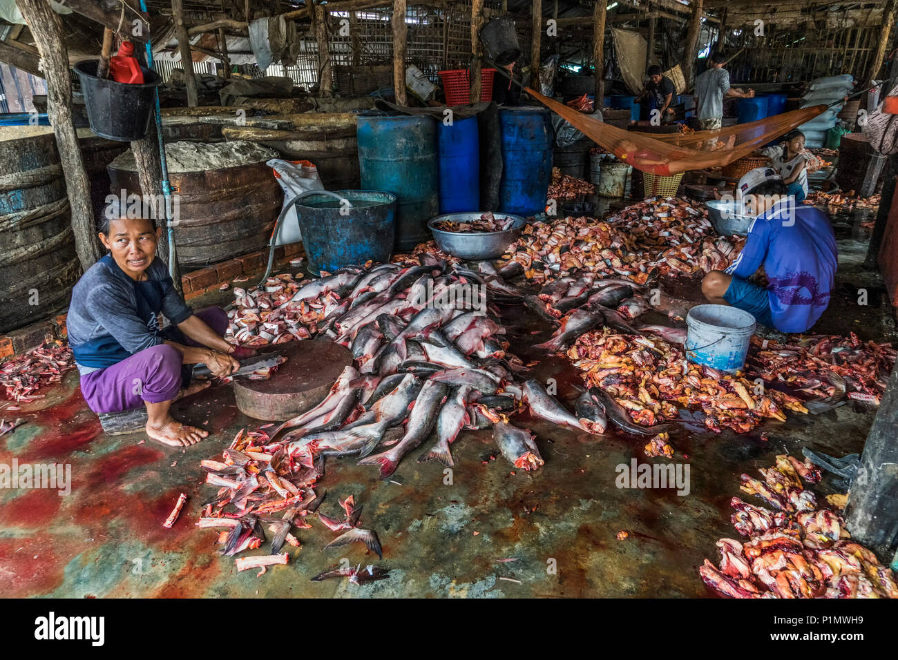 Blood and guts in the Cambodian Fish Market. Stock Photo