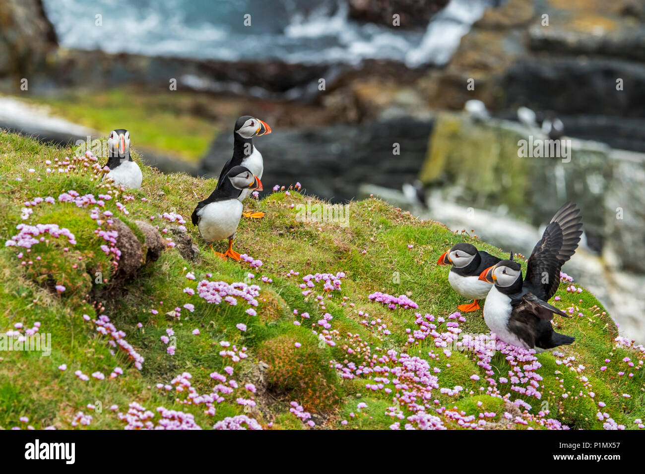 Atlantic puffins / Common puffins (Fratercula arctica) on cliff top in seabird colony at Sumburgh Head, Shetland Islands, Scotland, UK Stock Photo