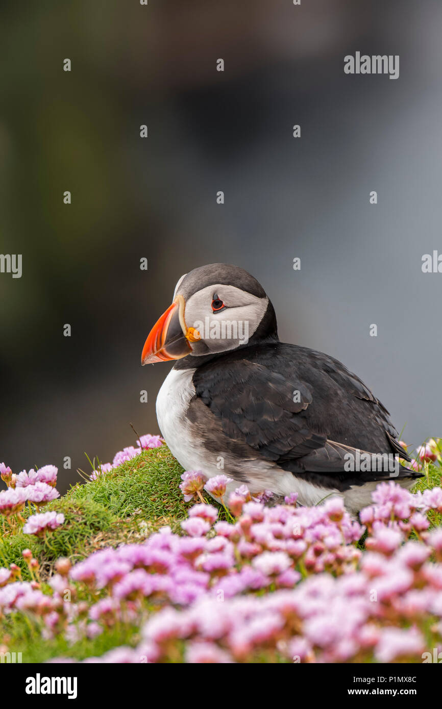 Atlantic puffin / common puffin (Fratercula arctica) in breeding plumage among sea thrift flowers on cliff top in seabird colony Stock Photo