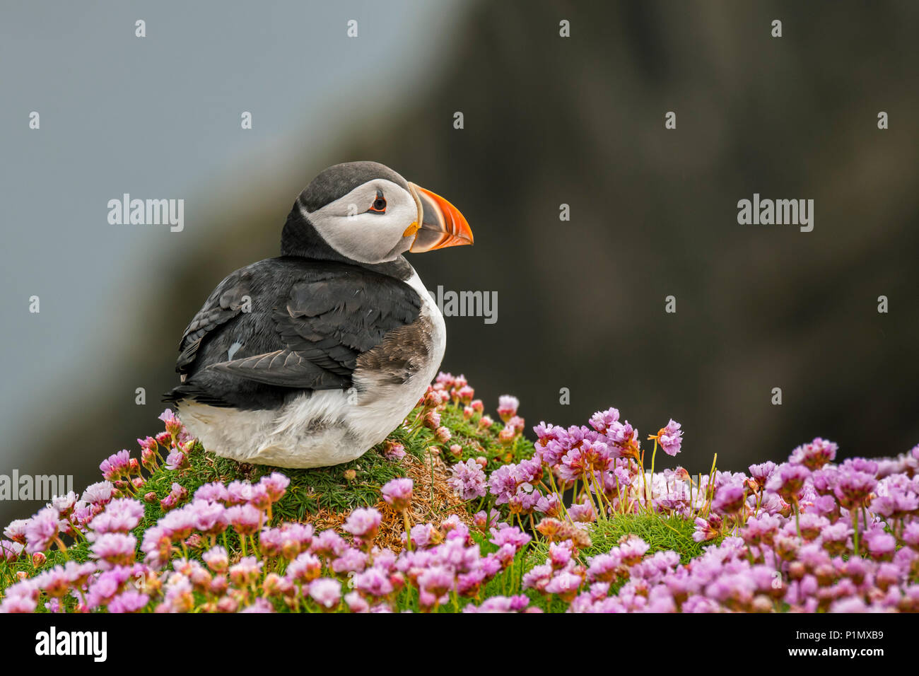 Atlantic puffin / common puffin (Fratercula arctica) in breeding plumage among sea thrift flowers on cliff top in seabird colony Stock Photo