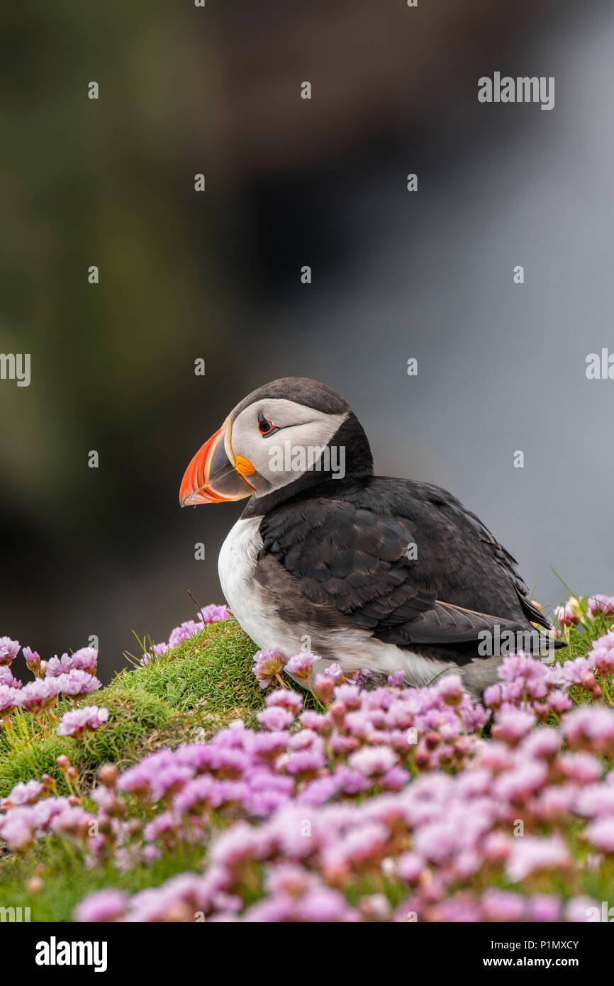 Atlantic puffin / common puffin (Fratercula arctica) in breeding plumage among sea thrift flowers on cliff top in seabird colony, Scotland, UK Stock Photo