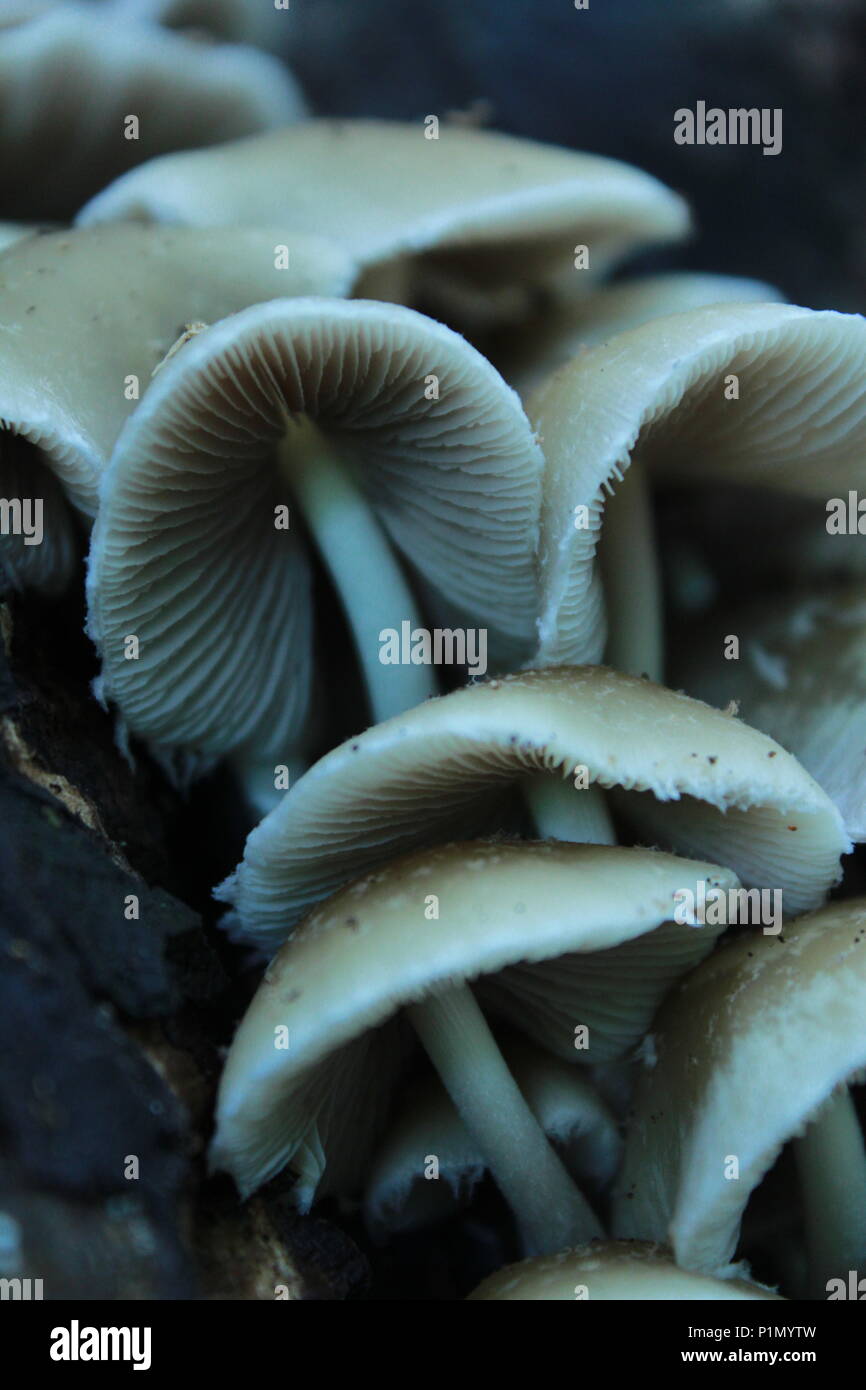 mushroom growth in a tree; a symbiotic relationship Stock Photo