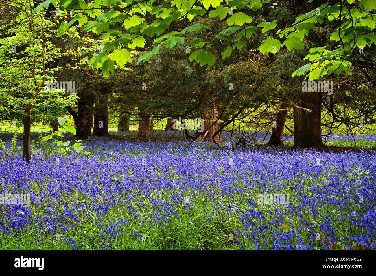 A woodland carpeted with bluebells at Abbeystead, Trough of Bowland, Lancashire Stock Photo