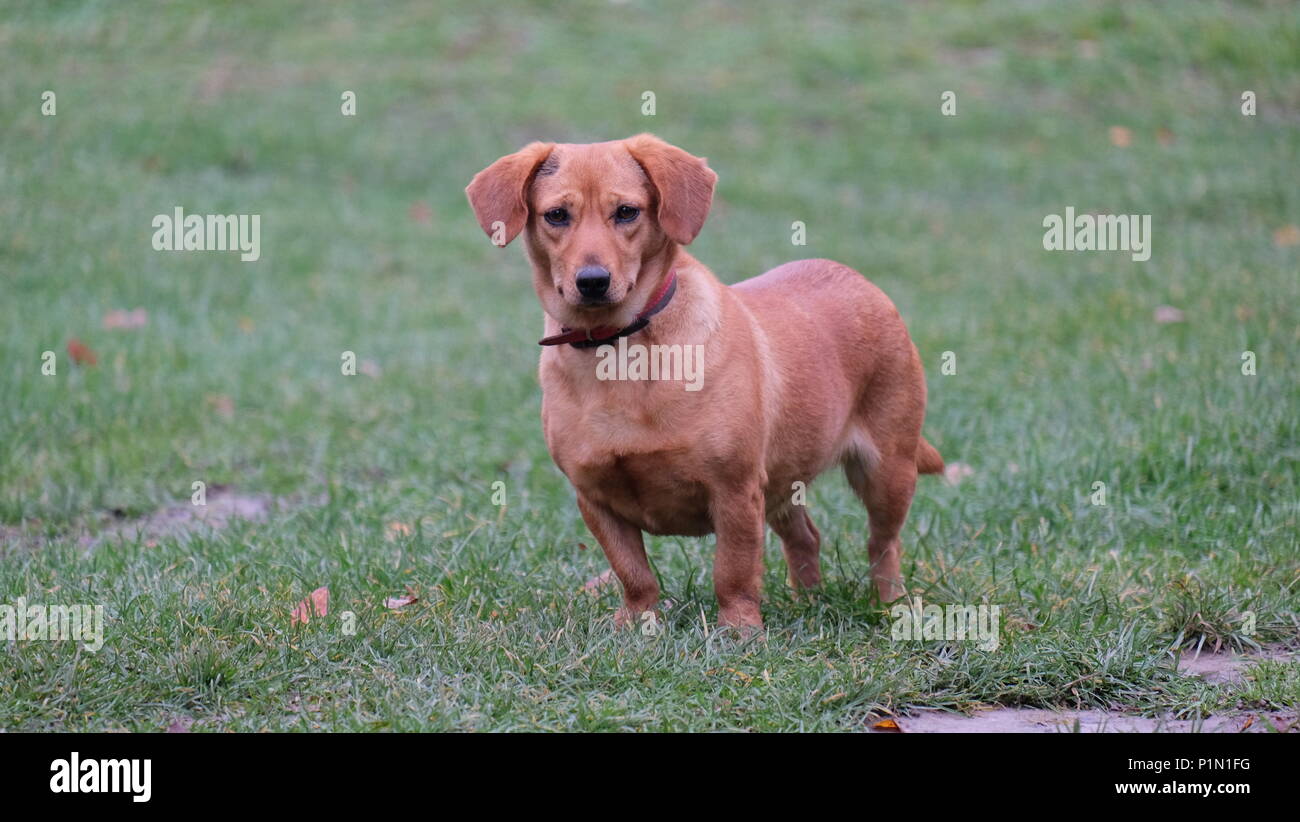 Rescue dog Stock Photo