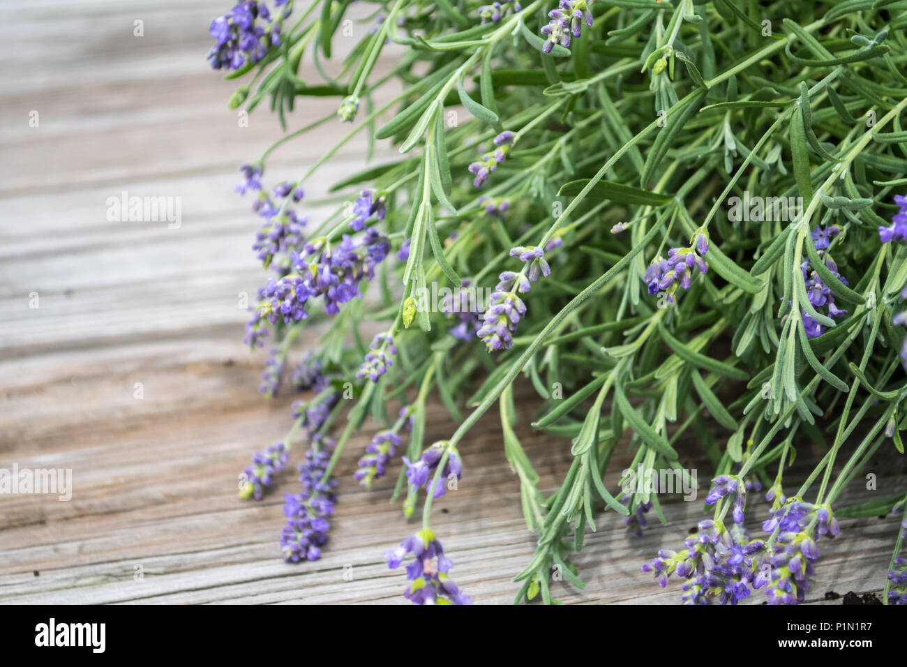 Garden delight with the beauty and scent of lavender. Flowers for herbs, health, and ingredients for gourmet culinary treats right from your garden Stock Photo