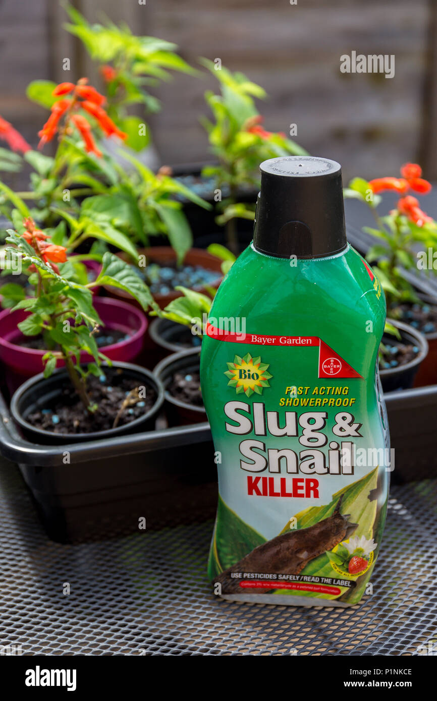 Slug and snail showerproof killer pellets for the garden by Bayer Garden. Stock Photo