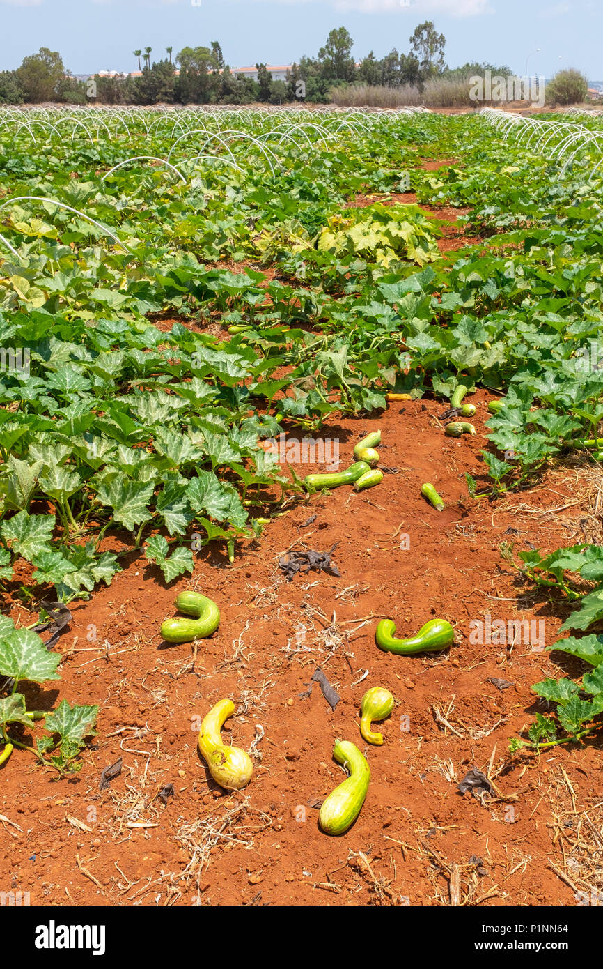 Fields of marrows also known as zucchini, grown on a farm near Agia Napa, Cyprus Stock Photo