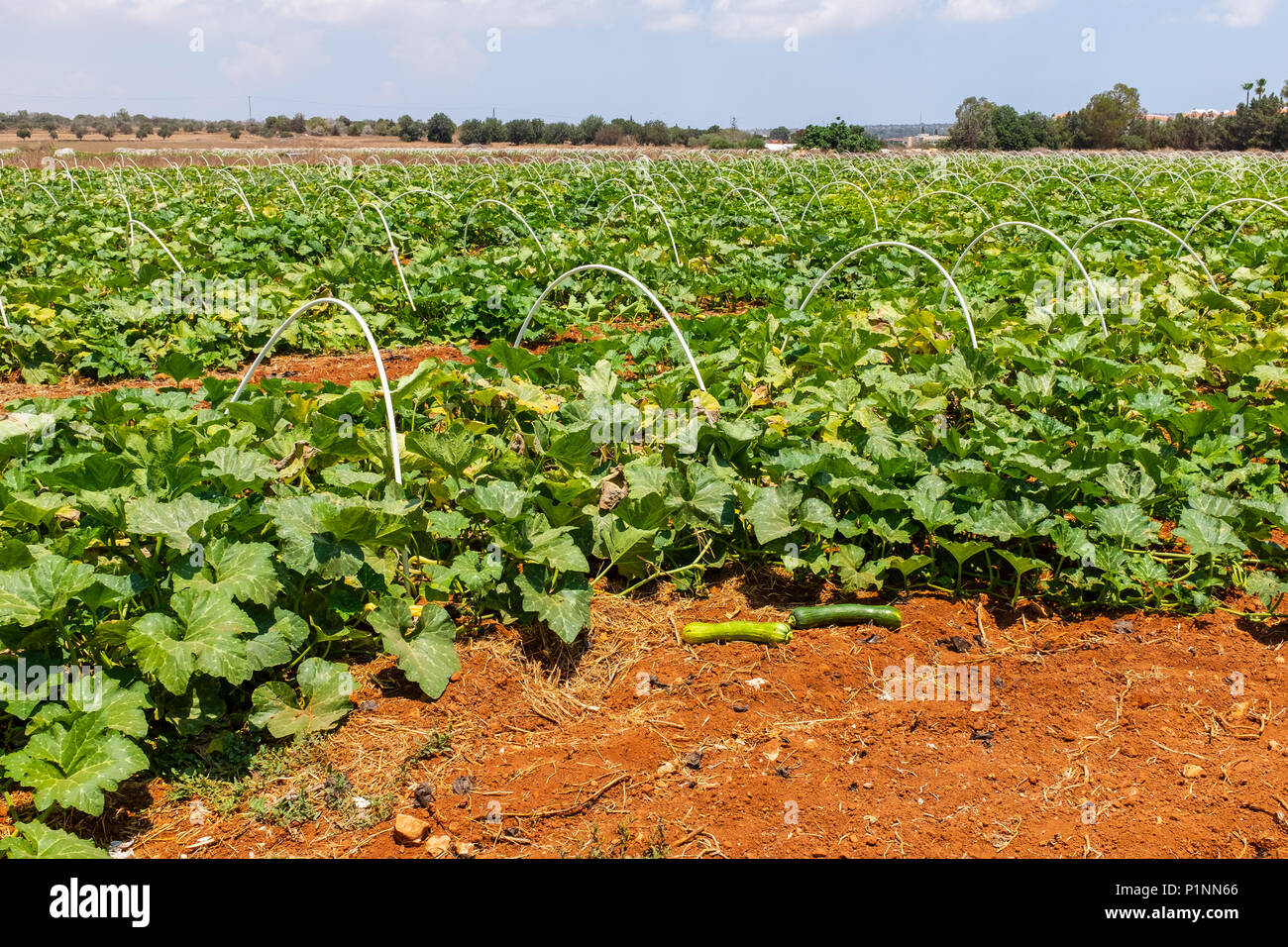 Fields of marrows also known as zucchini, grown on a farm near Agia Napa, Cyprus Stock Photo