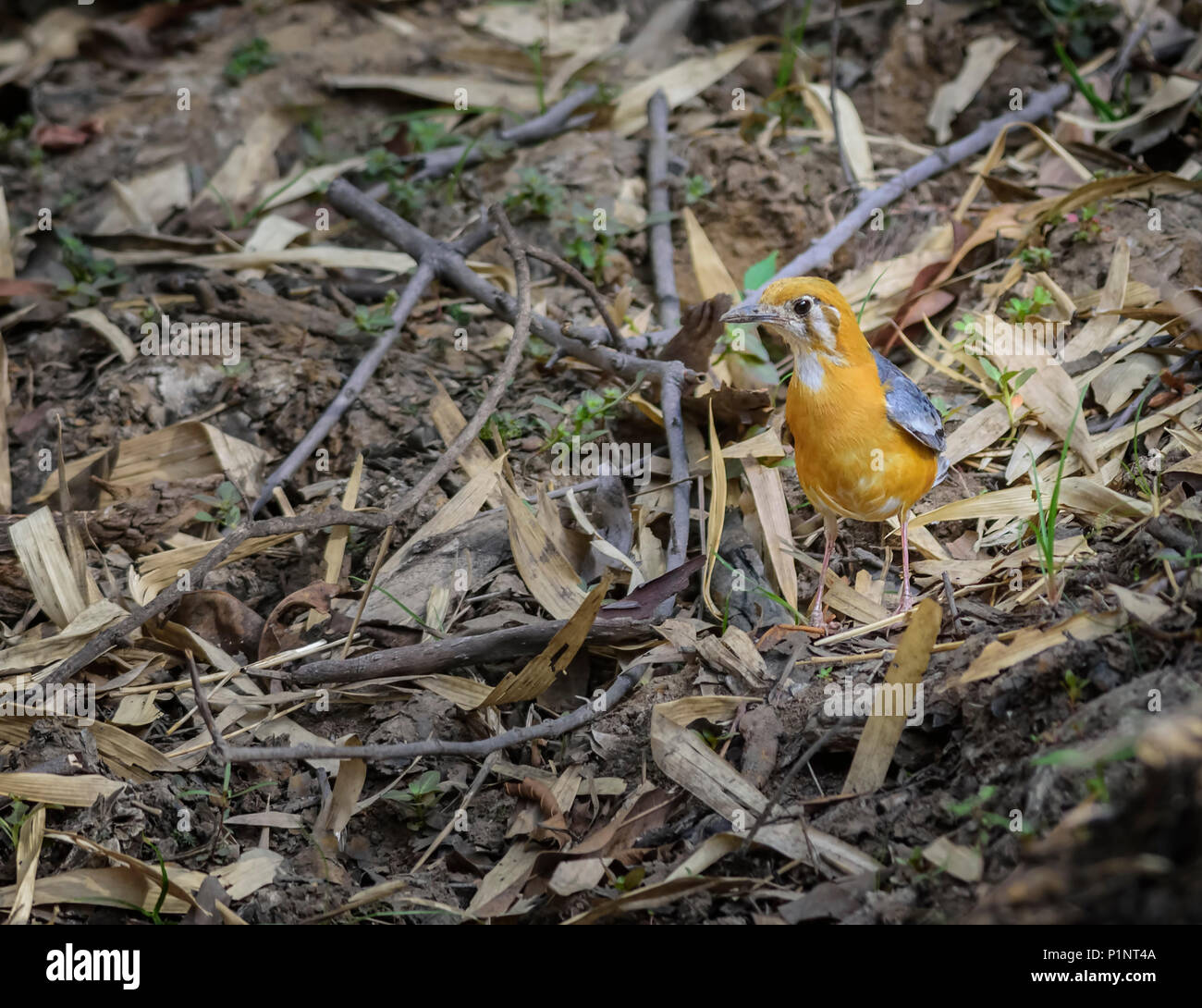 Small colorful bird, Orange-headed Thrush, Geokichla citrina feeding on ground Stock Photo