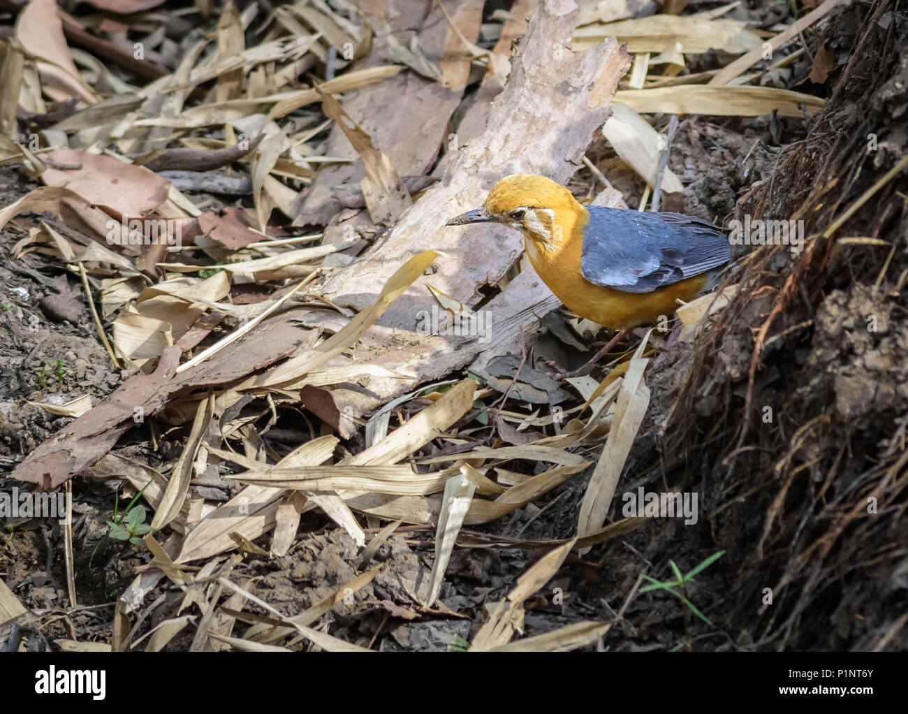 Small colorful bird, Orange-headed Thrush, Geokichla citrina feeding on ground Stock Photo