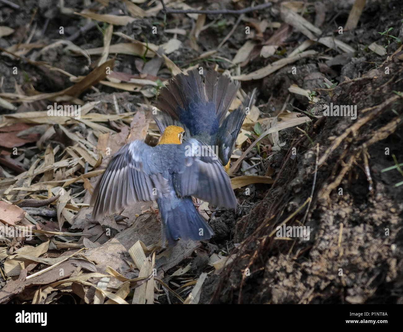 Small colorful bird, Orange-headed Thrush, Geokichla citrina fighting, with copy space Stock Photo