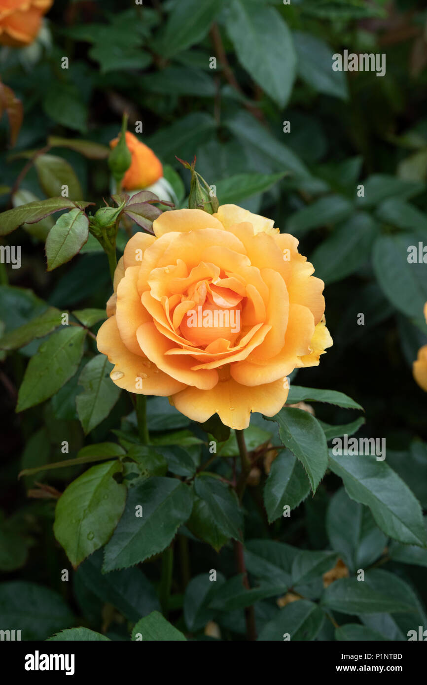 Rosa ‘Golden beauty’ / Korberbeni.  Cluster-flowered bush rose Stock Photo