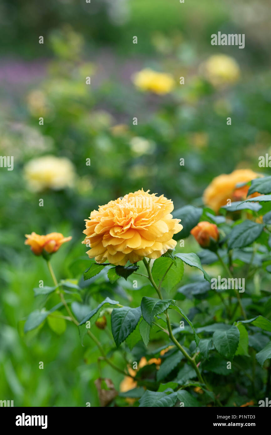 Rosa ‘Leah tutu’ / Hornavel’.  Repeat-flowering shrub rose Stock Photo