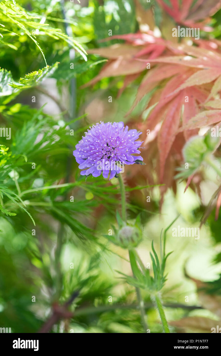 Scabiosa columbaria flutter ‘Deep blue’. Pincushion Flower Stock Photo