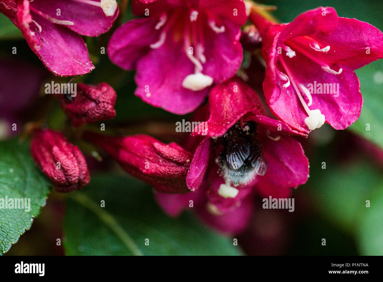 A bee on the flower of a Weigela 'Bristol Ruby' Stock Photo