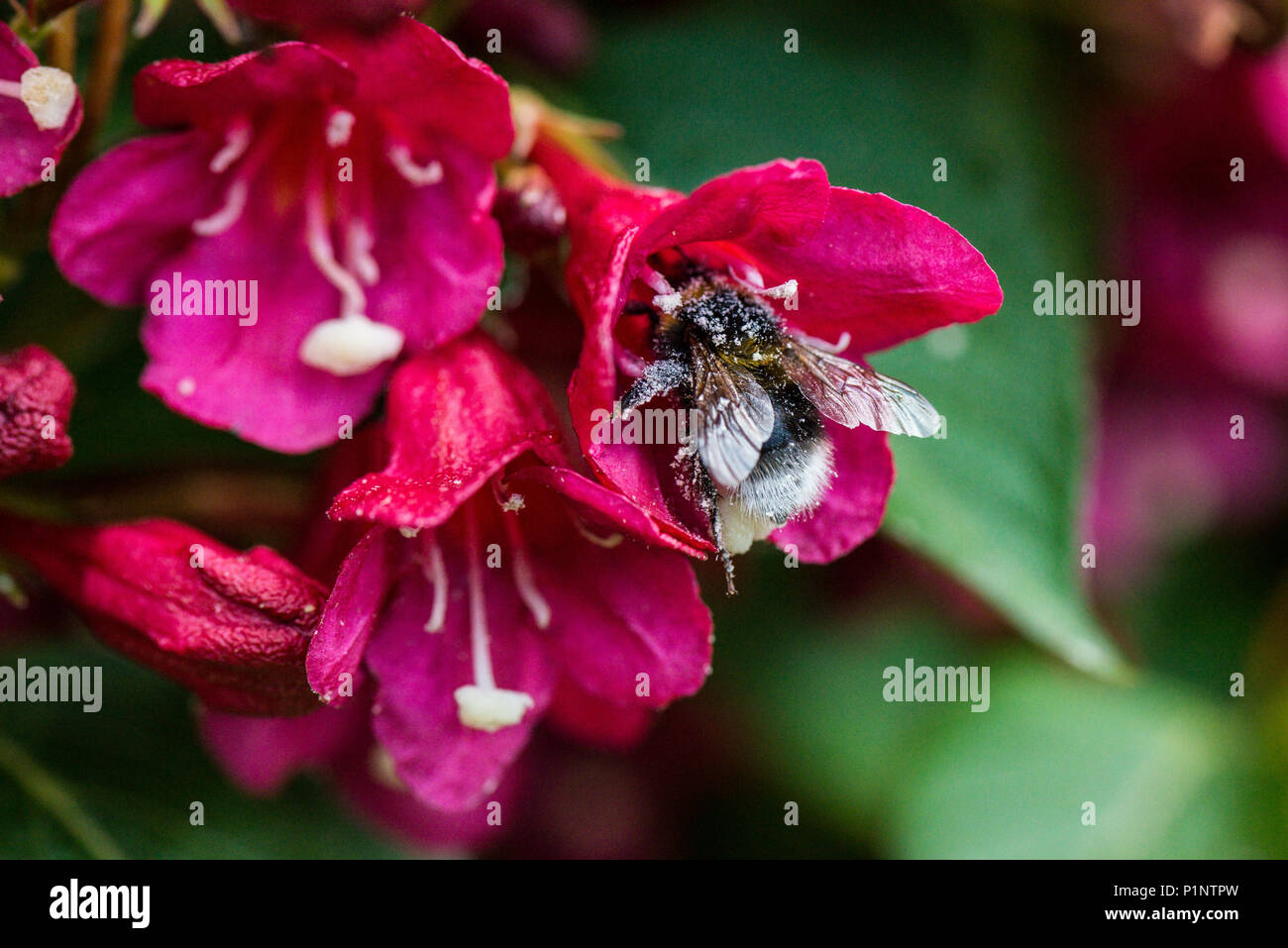 A bee on the flower of a Weigela 'Bristol Ruby' Stock Photo