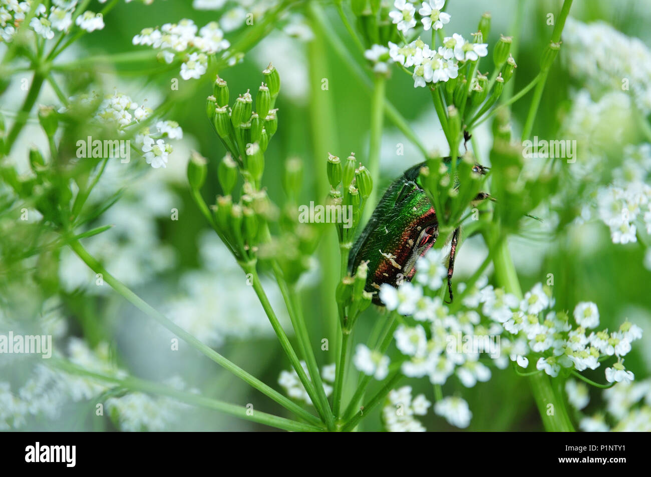 cetonia aurata, a beetle with metallic green body in an umbel of a caraway Stock Photo