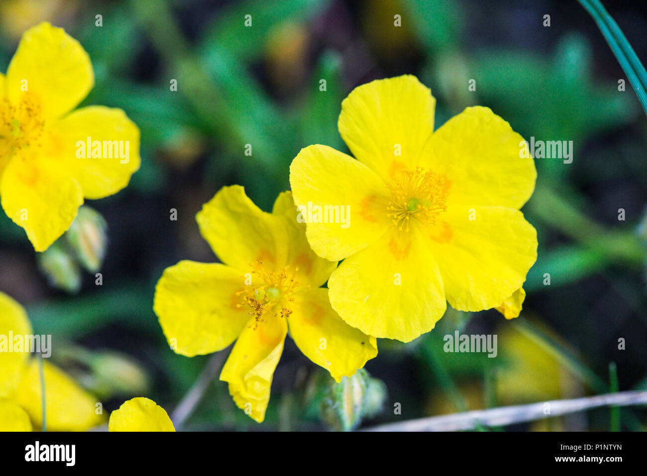 The flowers of a Helianthemum 'Baby Buttercup' Stock Photo