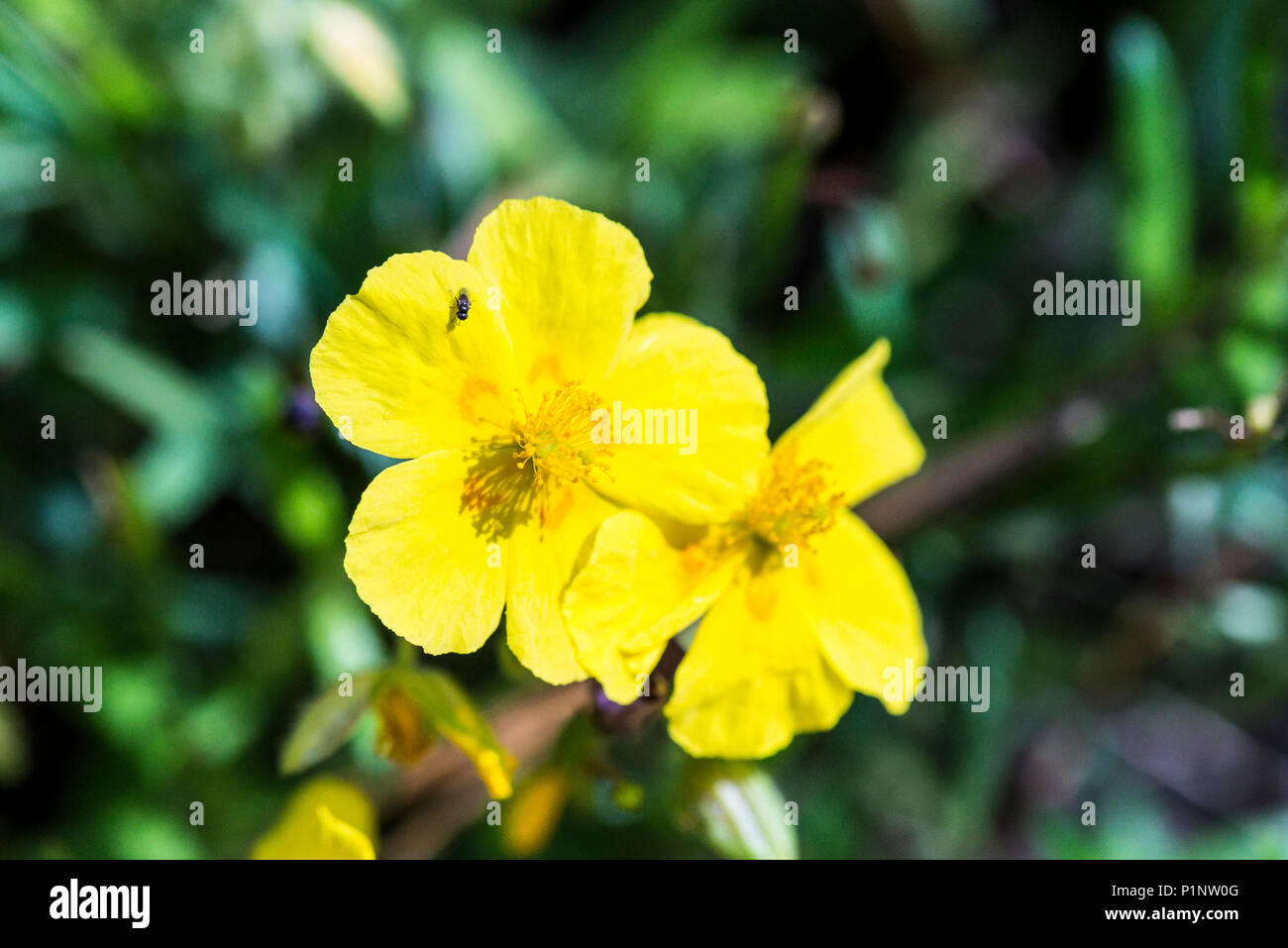 The flowers of a Helianthemum 'Baby Buttercup' Stock Photo
