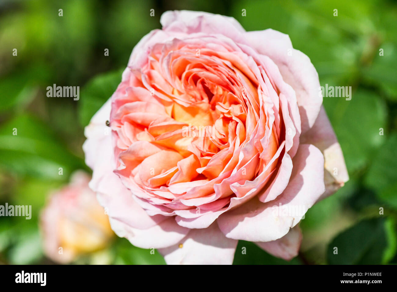 Woburn Abbey Rose in flower Stock Photo