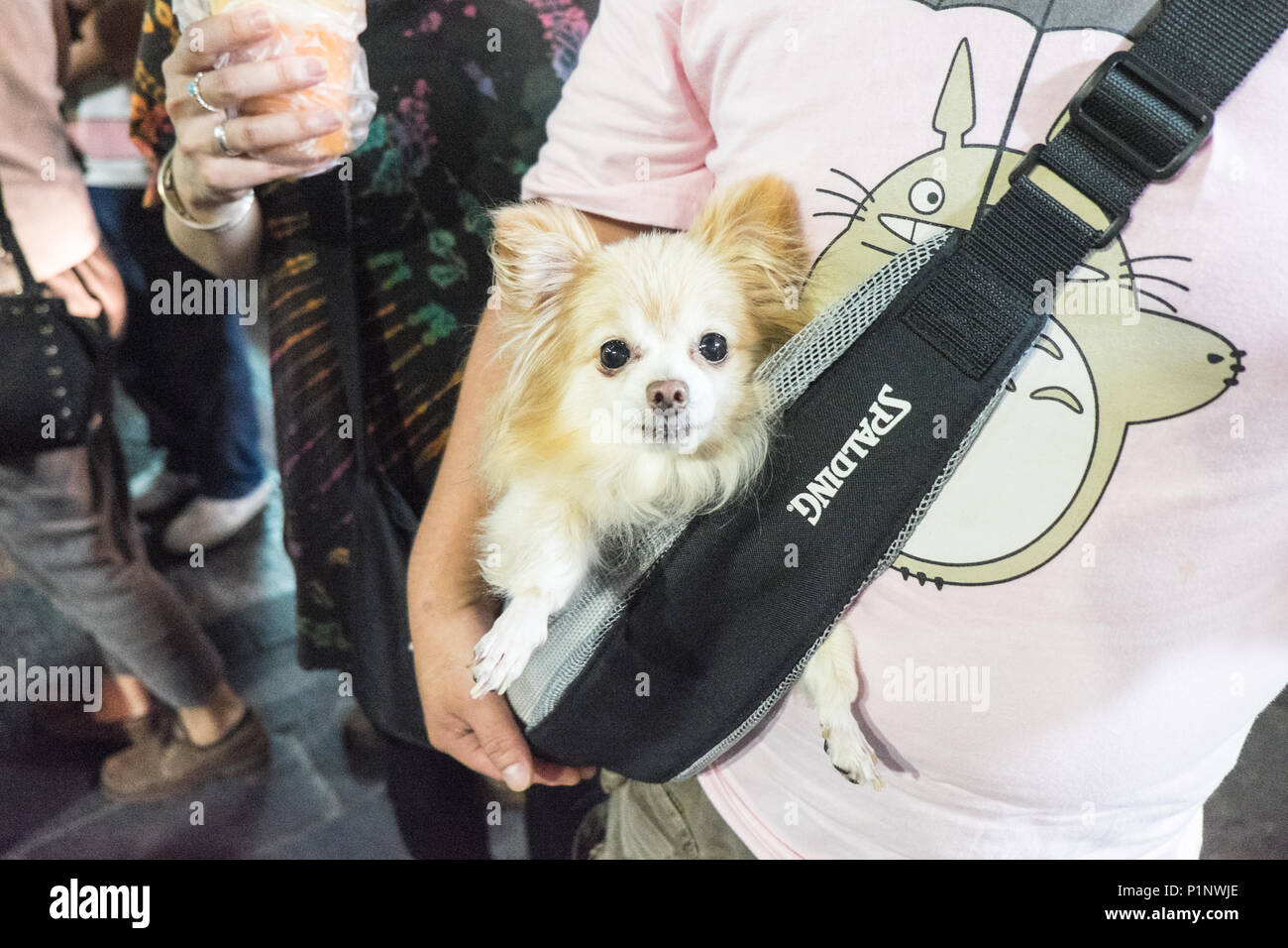 dog,Famous,Shilin,night,street,eating,out,food,market,biggest,in,Taiwan,Shi Lin,District,Taipei,Taiwan,China,Chinese,Republic of China,ROC,Asia,Asian, Stock Photo