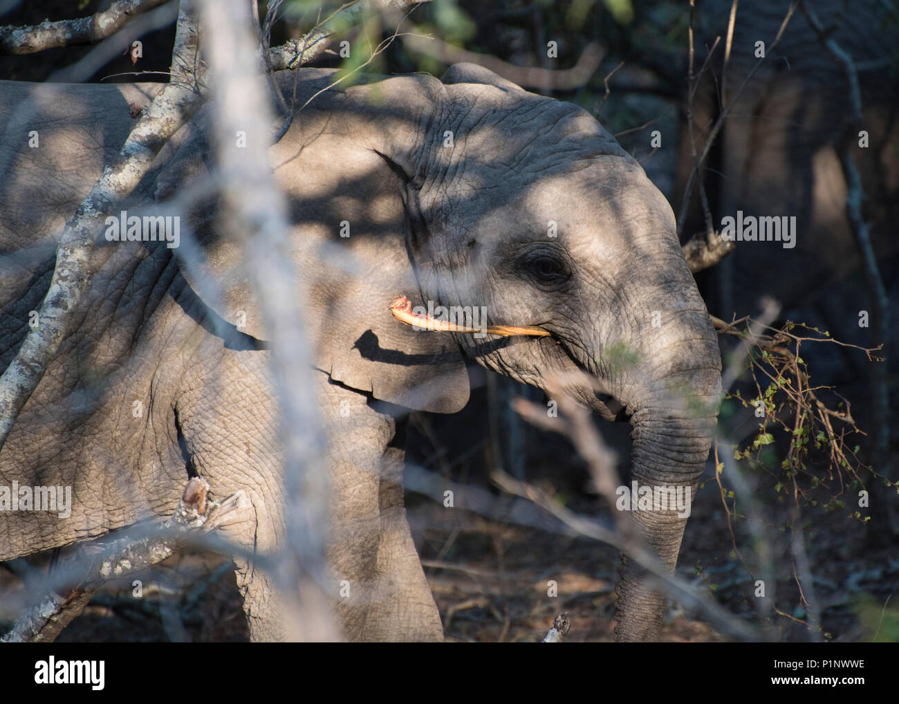 Baby elephant with a stick in his mouth hires stock photography and