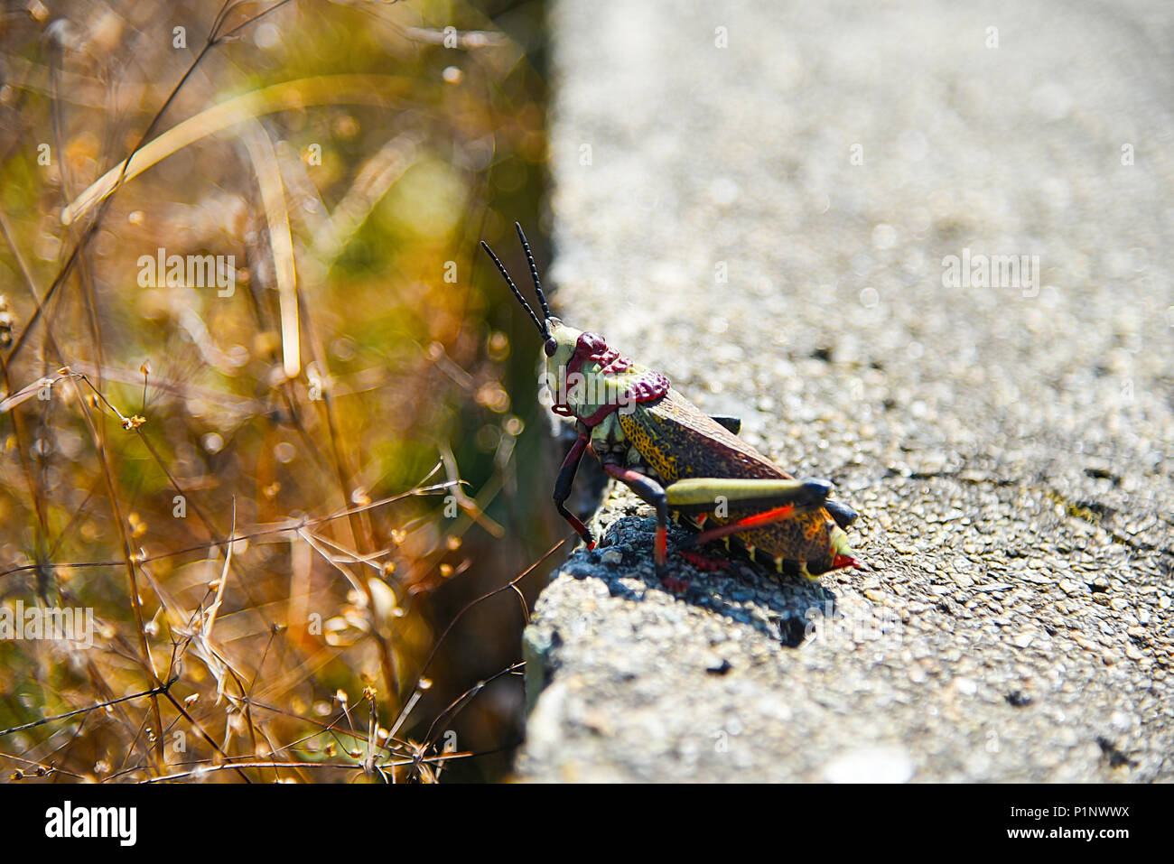 Foam/Lubber in South Africa Stock Photo Alamy
