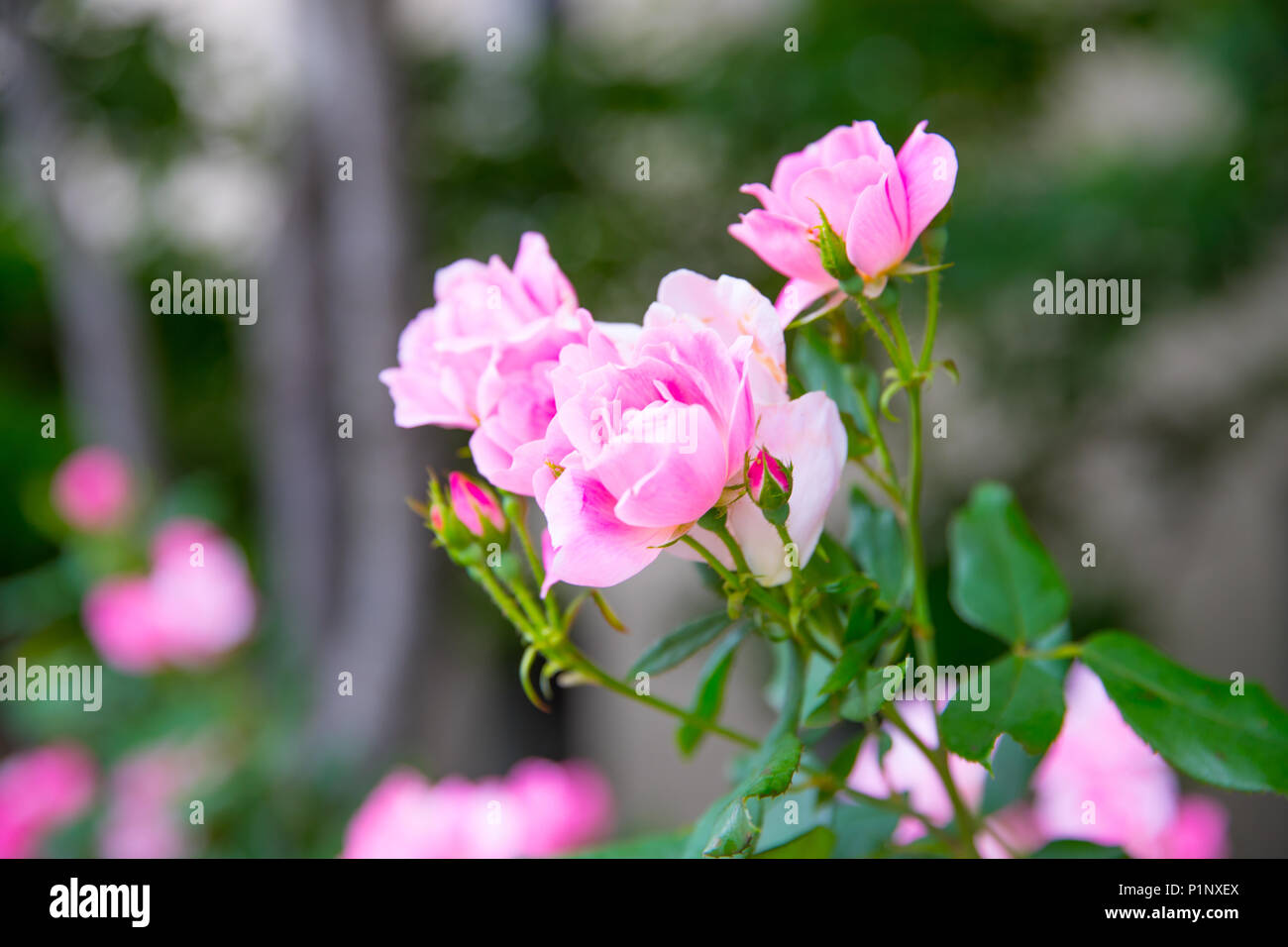 Beautiful colorful roses hi-res stock photography and images - Alamy