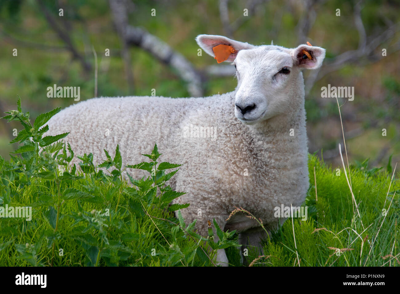 Sheep Real A single domestic sheep in green surroundings Stock Photo - Alamy