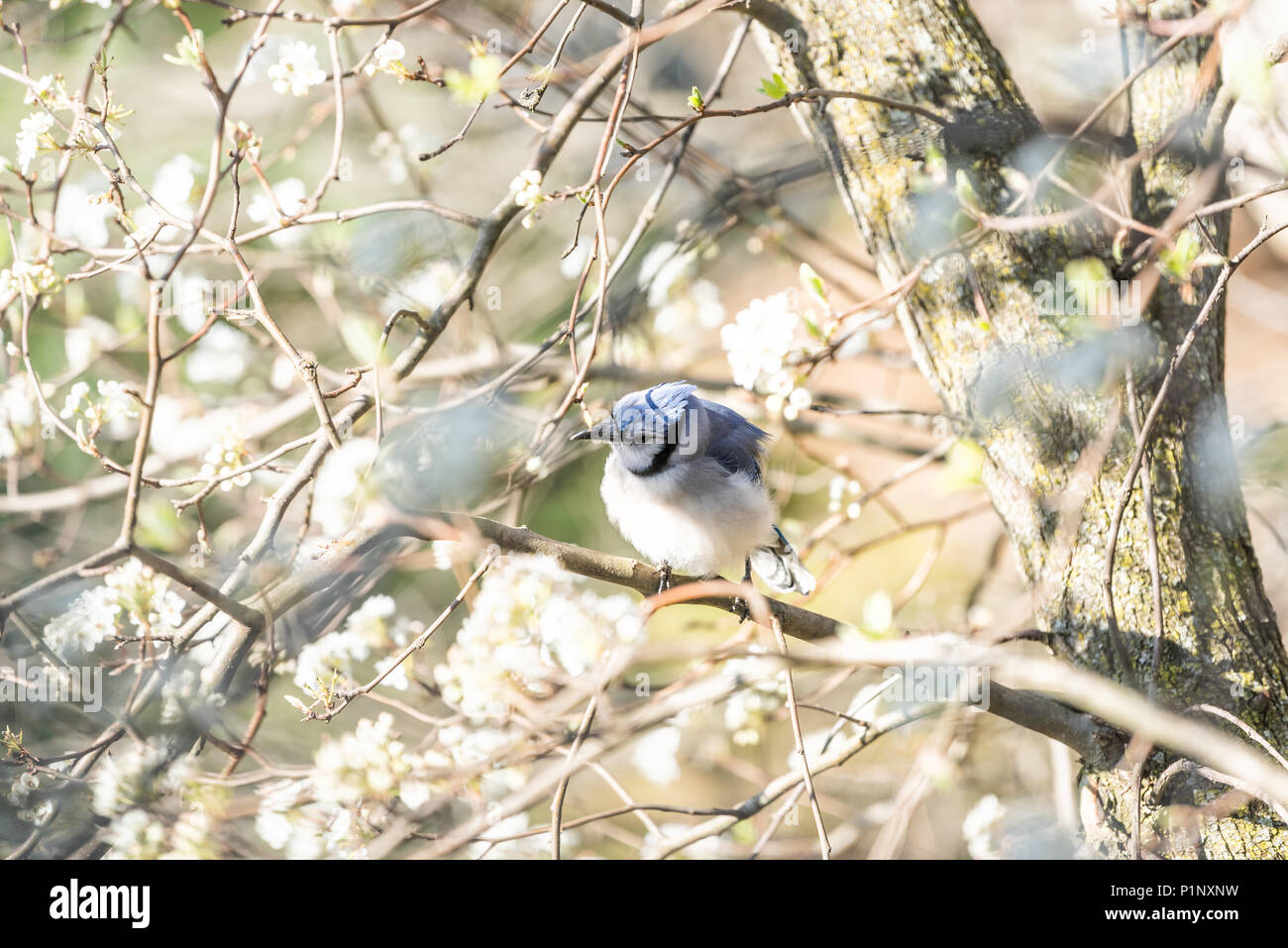 Fluffing hires stock photography and images Alamy