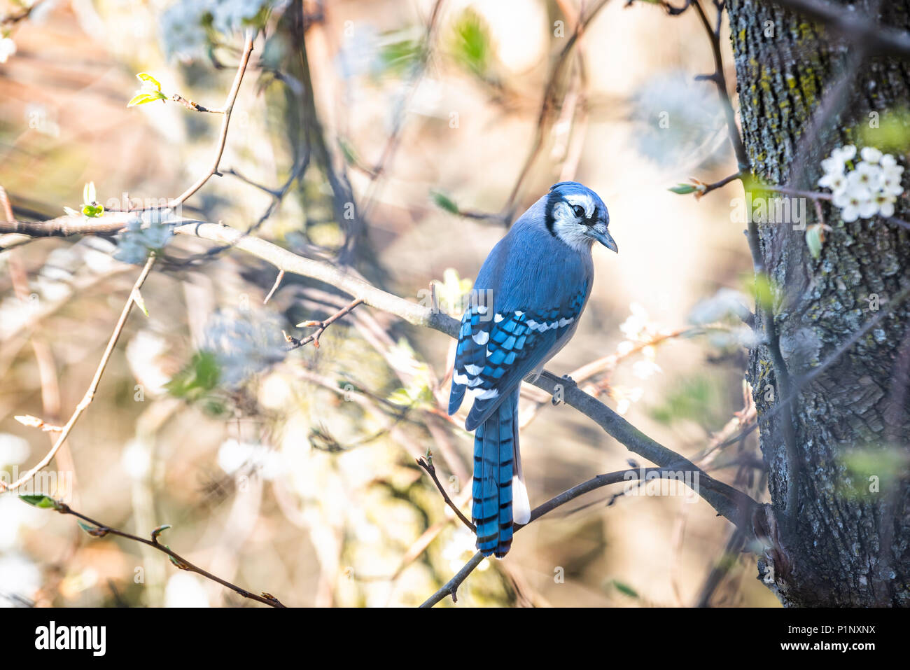Blue Jay Bird Flower High Resolution Stock Photography And Images Alamy Blue Jay Bird Flower High Resolution Stock Photography And Images Alamy