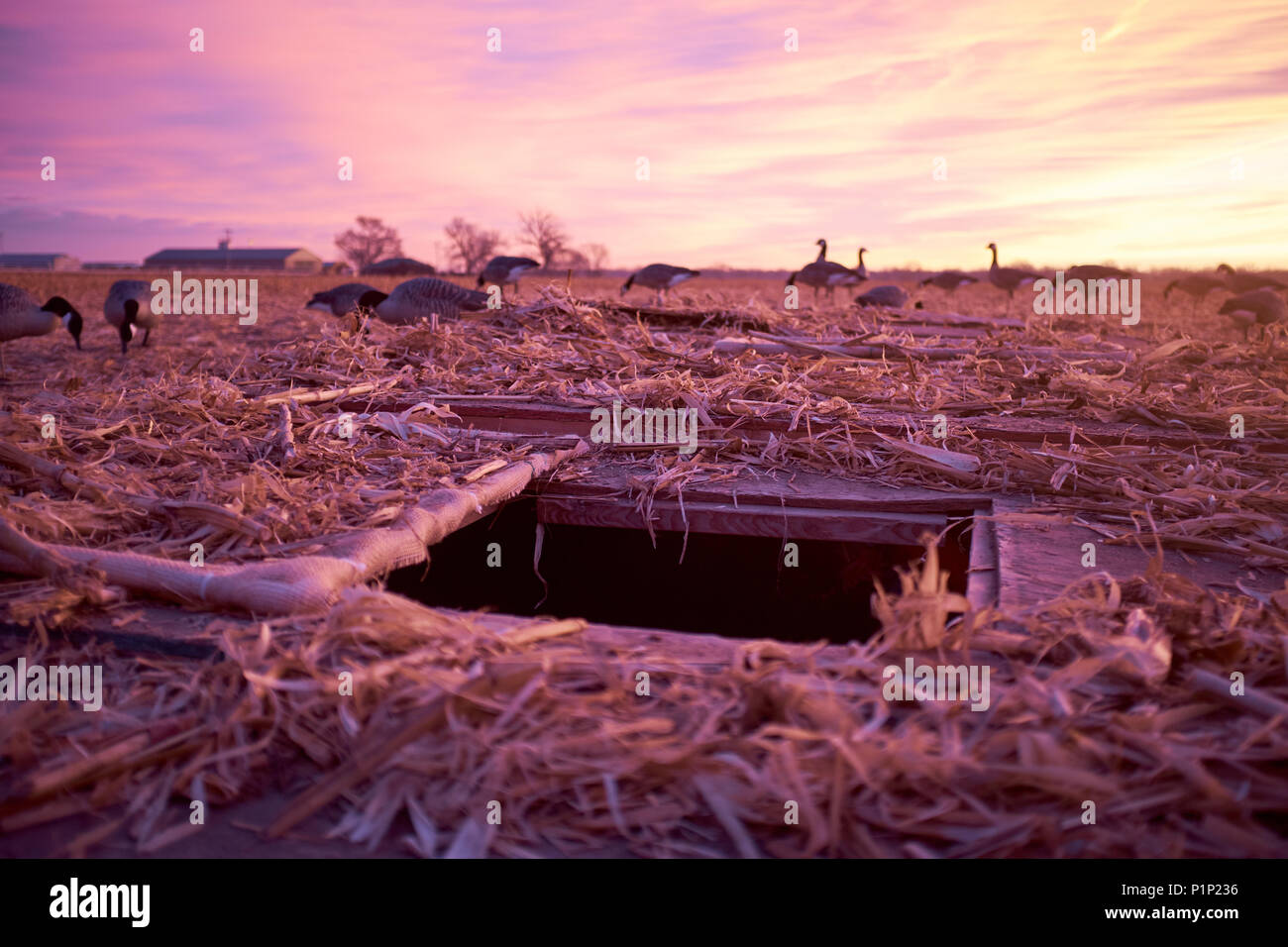 Underground hide with decoy waterfowl in the wetlands beyond at sunset in a hunting concept Stock Photo