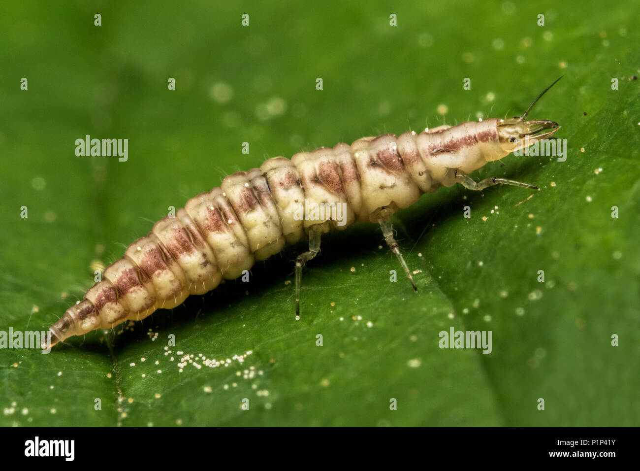 Green Lacewing larva resting on bramble leaf. Tipperary, Ireland Stock Photo
