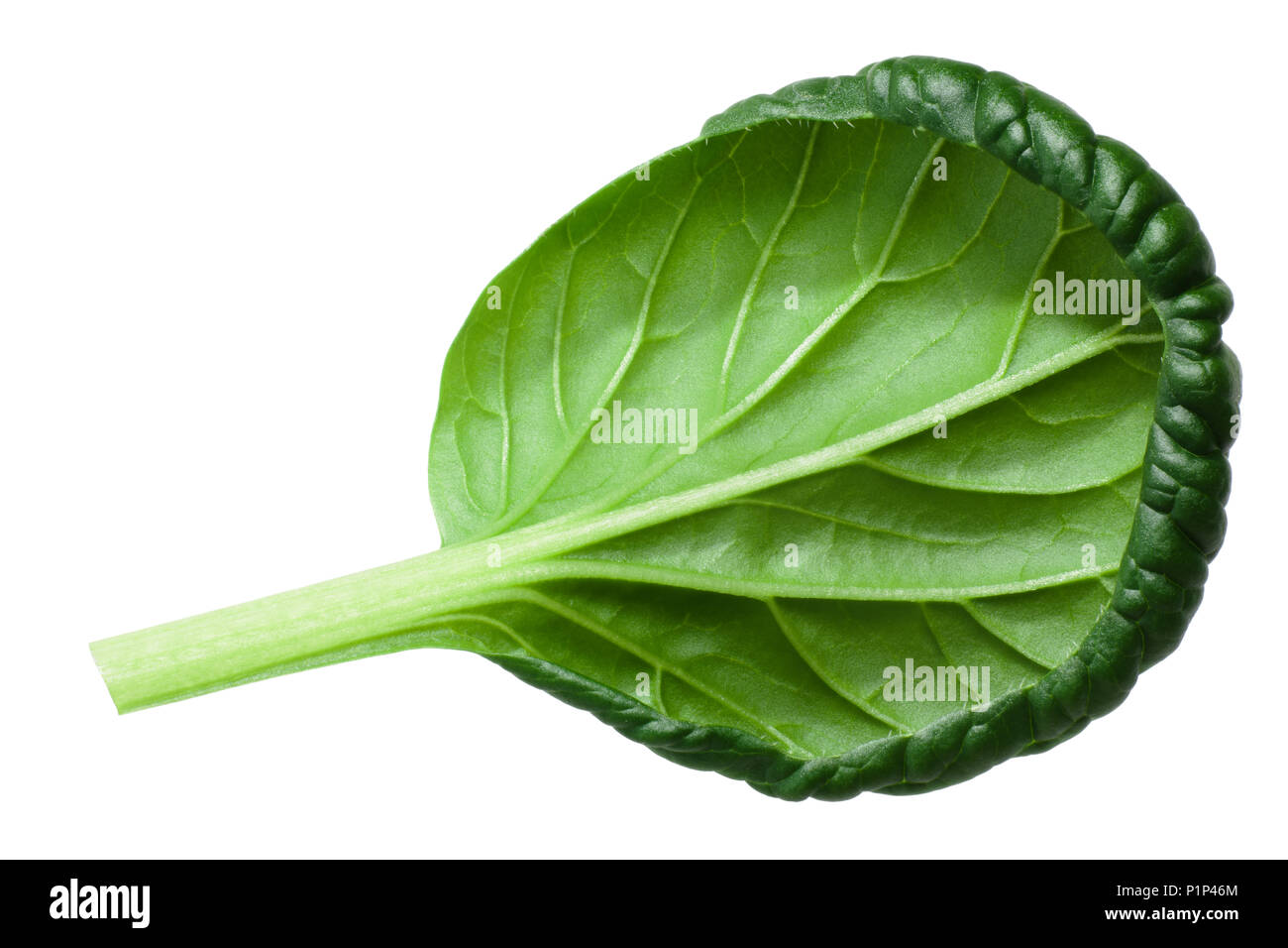 Tatsoi or tat choy, an Asian leaf mustard (Brassica rapa var. rosularis) Stock Photo
